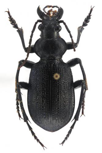 Calosoma scabrosum